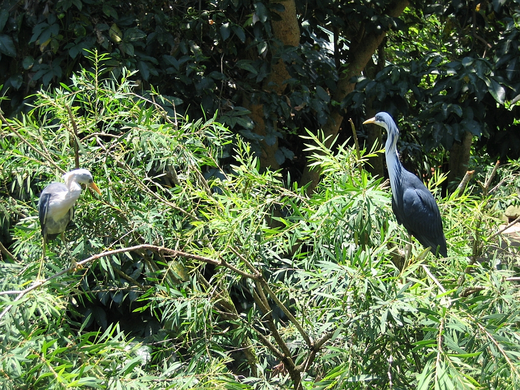 234 Wildlife Habitat Port Douglas.jpg